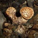 dryad's saddle