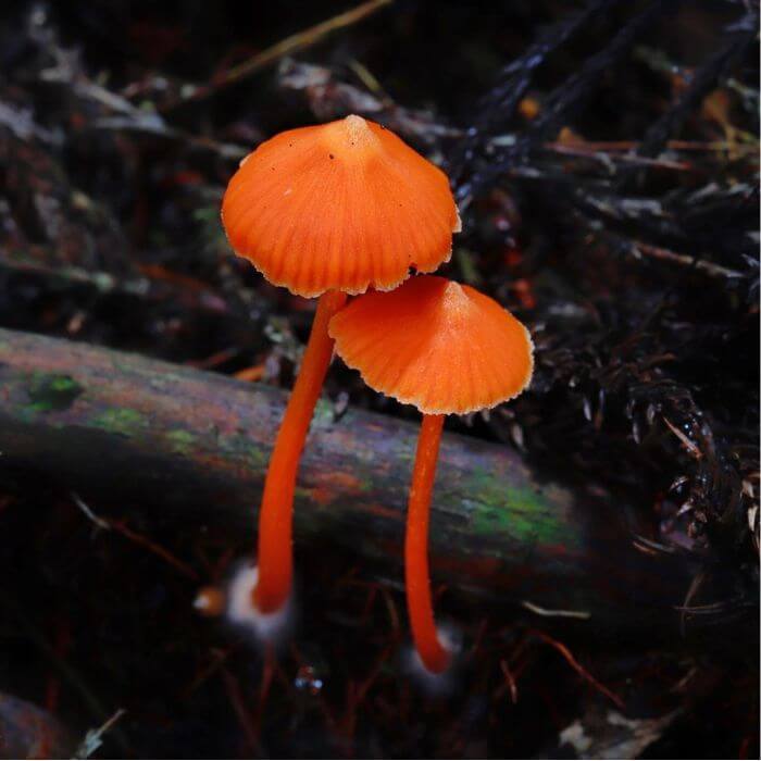 Entoloma Quadratum 