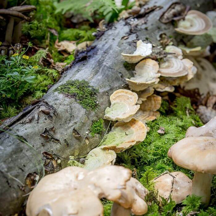  False Turkey Tail mushrooms 