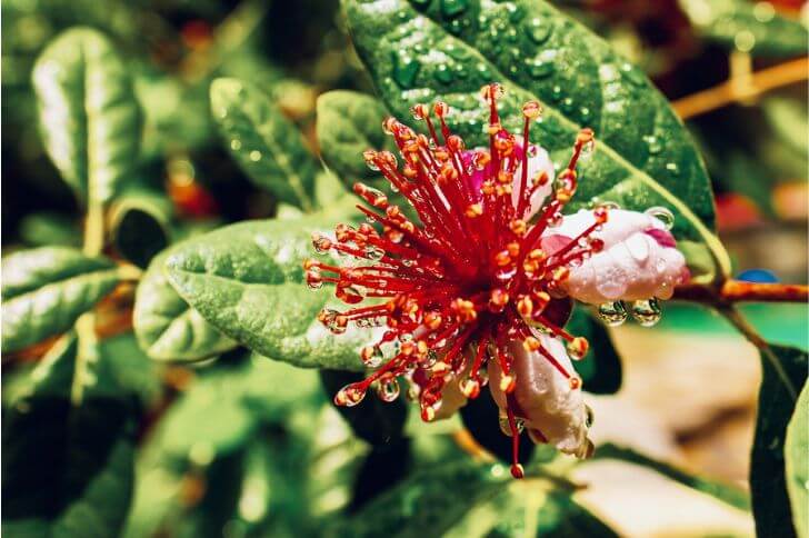 Feijoa sellowiana