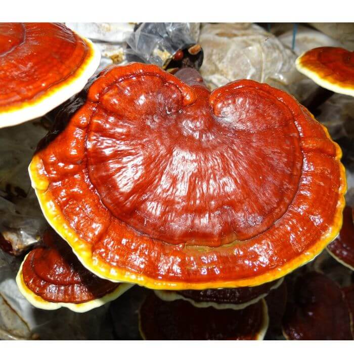 Ganoderma 