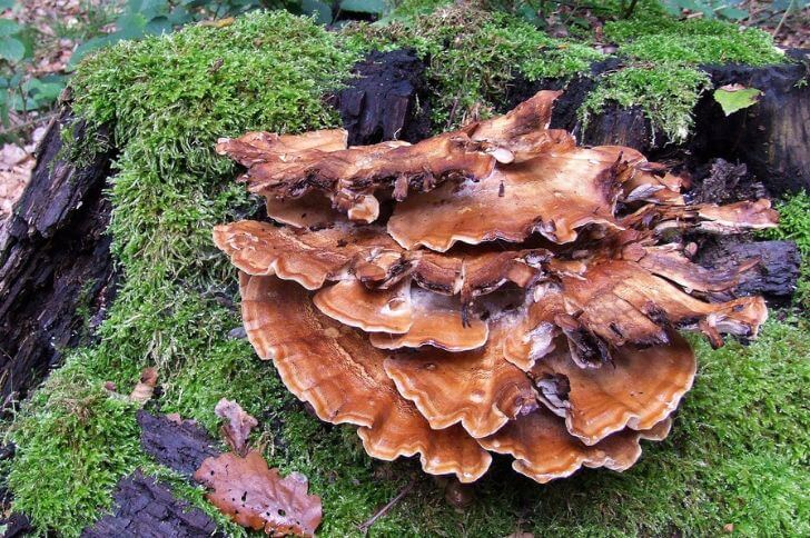 Giant Polypore 