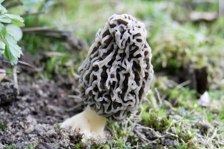 Gray Morels 