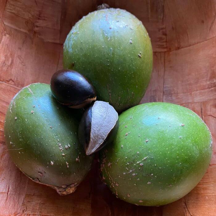 Green sapote fruits