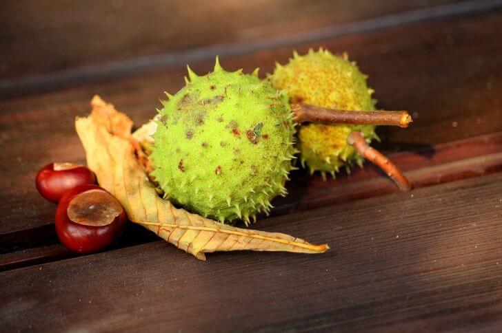  Horse chestnut fruits 