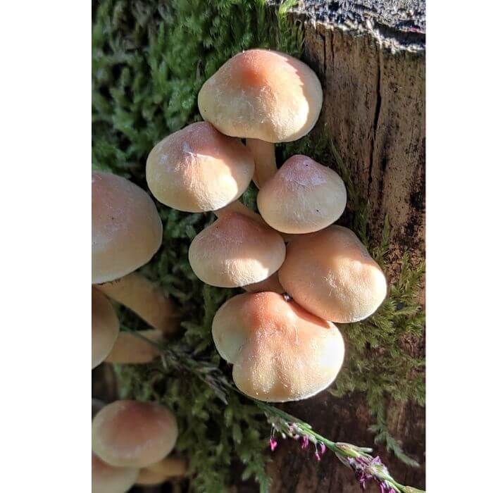 Hypholoma Lateritium