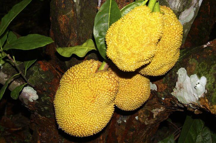 jackfruit