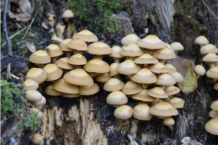 Kuehneromyces mutabilis