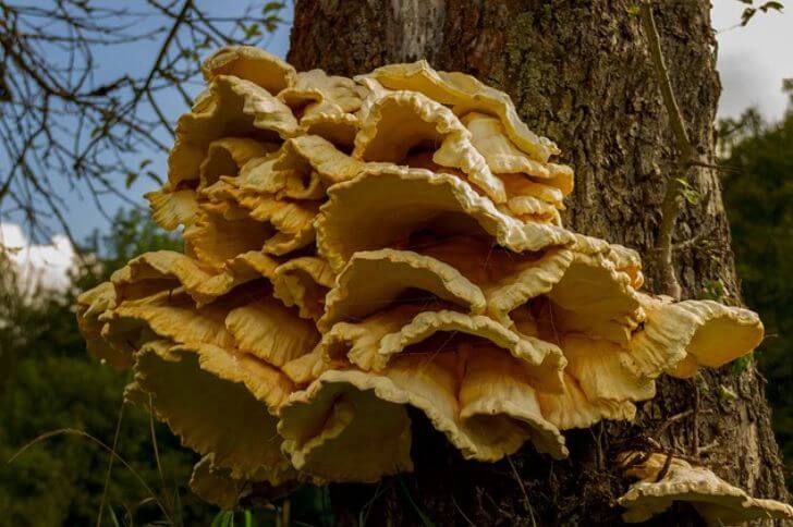 chicken of the woods