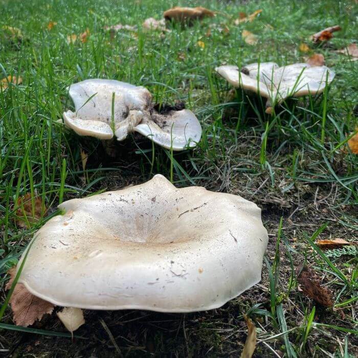 Leucopaxillus giganteus