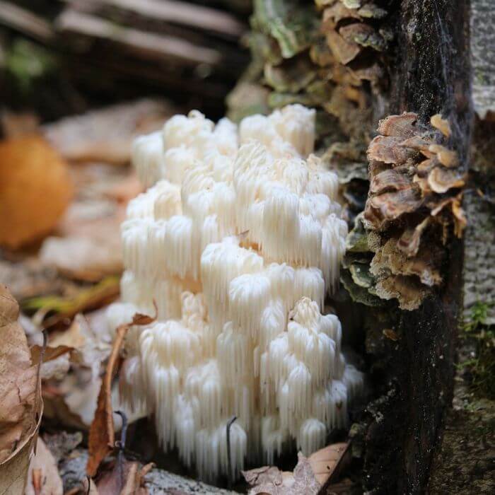 Lion’s Mane 