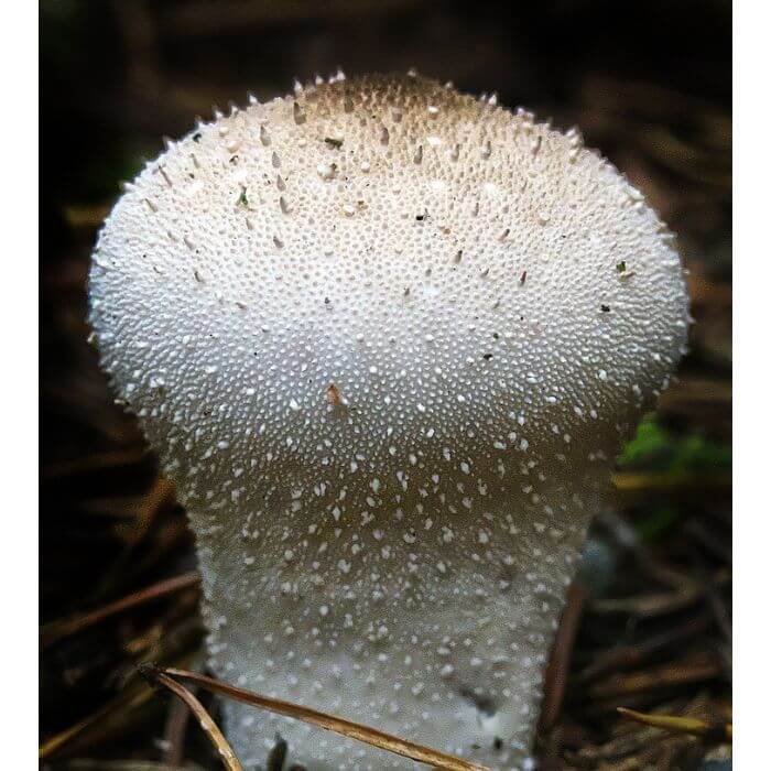 Lycoperdon perlatum