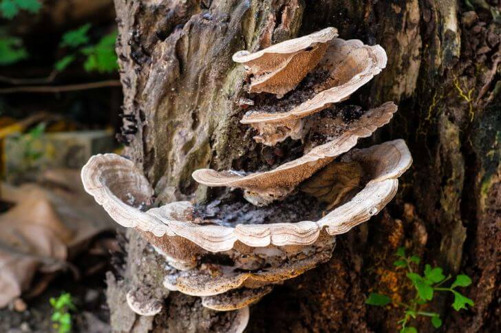 Mossy Maze Polypore