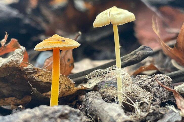 Mycena Crocea