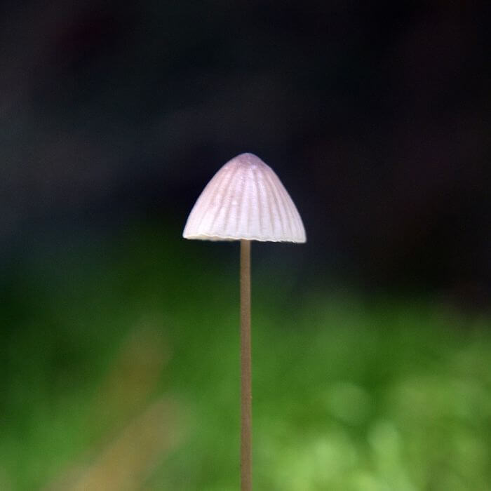 Mycena amabilissima 