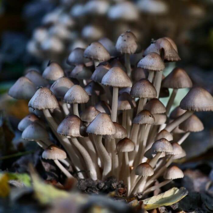 Mycena polygramma