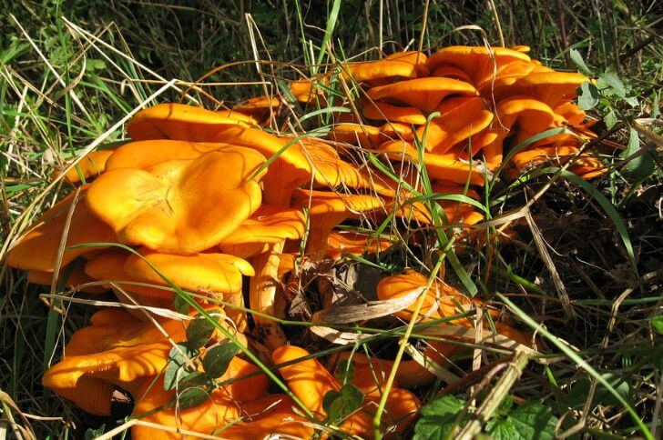 Jack-o'-lantern Mushroom