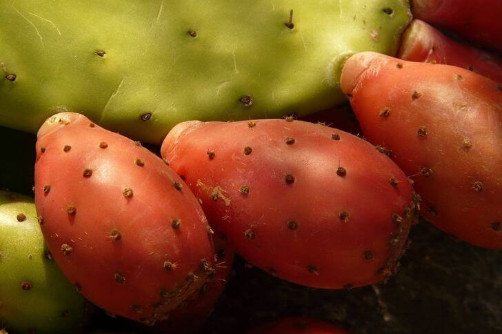 Opuntia 