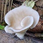 oyster mushroom