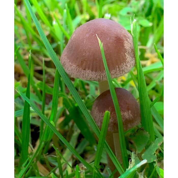 Panaeolus Cinctulus