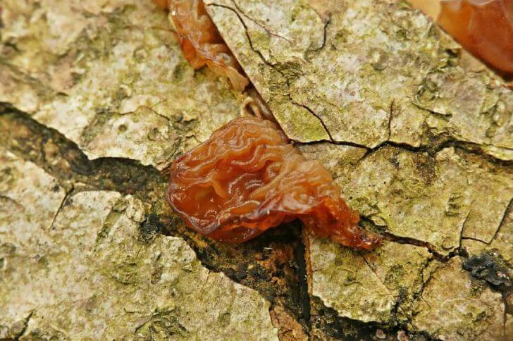 Phaeotremella Frondosa 