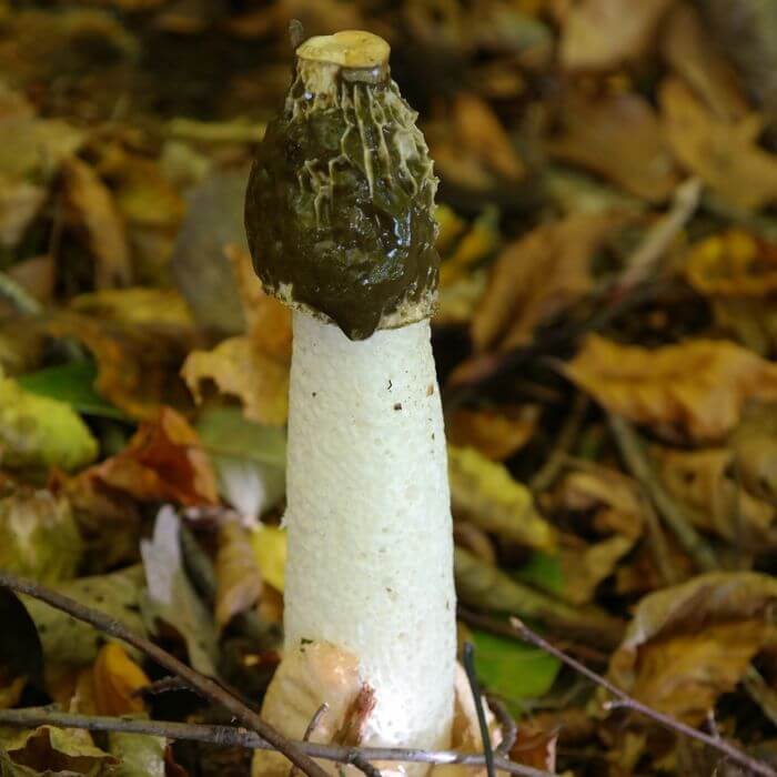 common stinkhorn