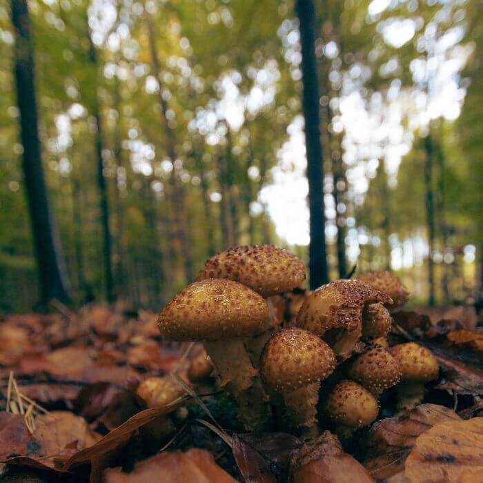 Pholiota aurivella