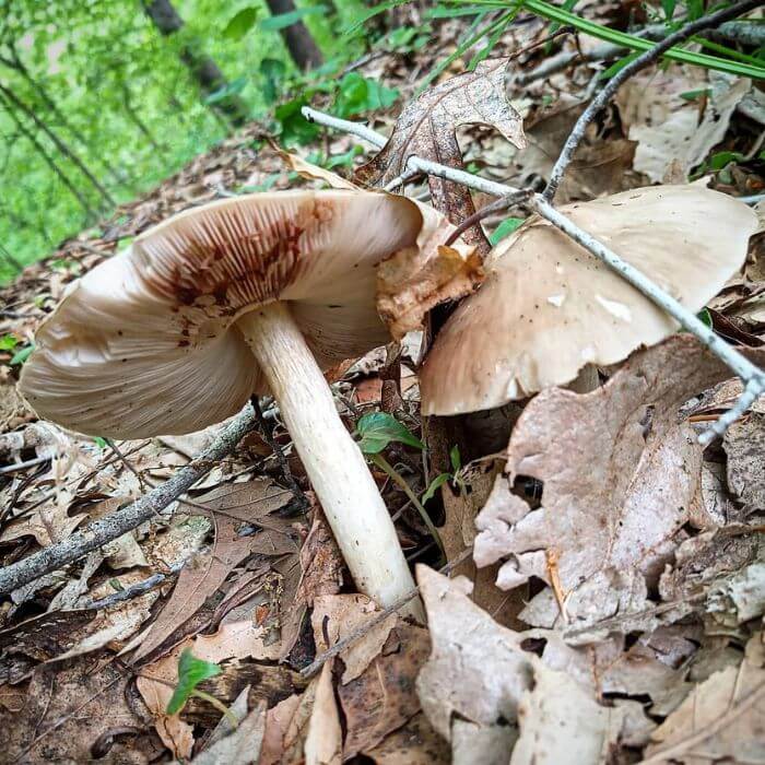 Pluteus cervinus