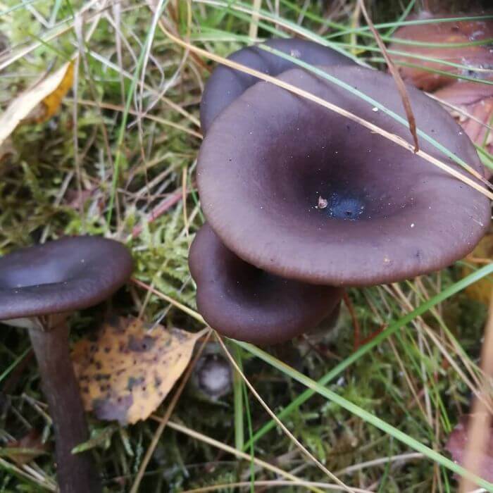 Pseudoclitocybe cyathiformis