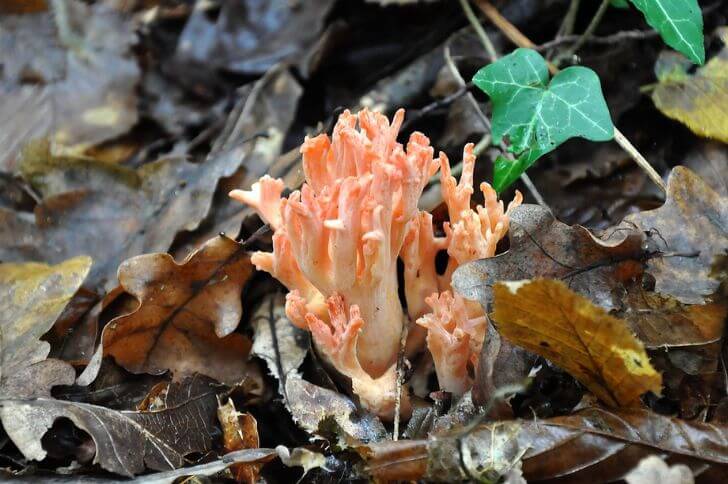 Ramaria botrytis