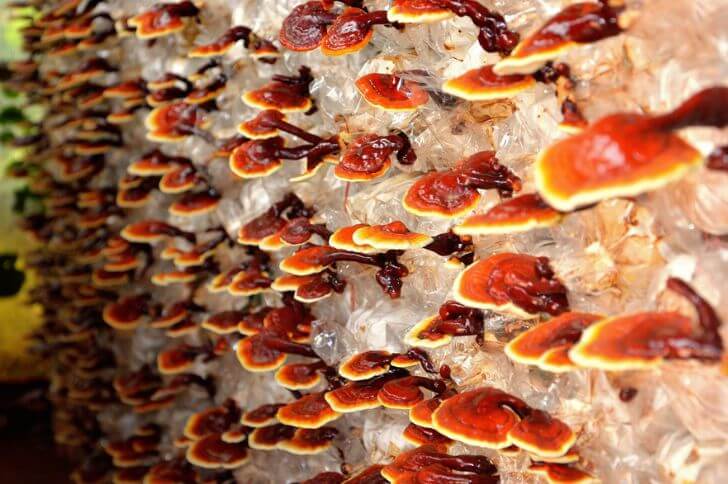 Reishi Mushrooms 