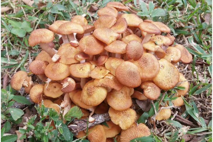 honey mushrooms