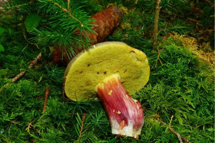 Ruby Bolete 