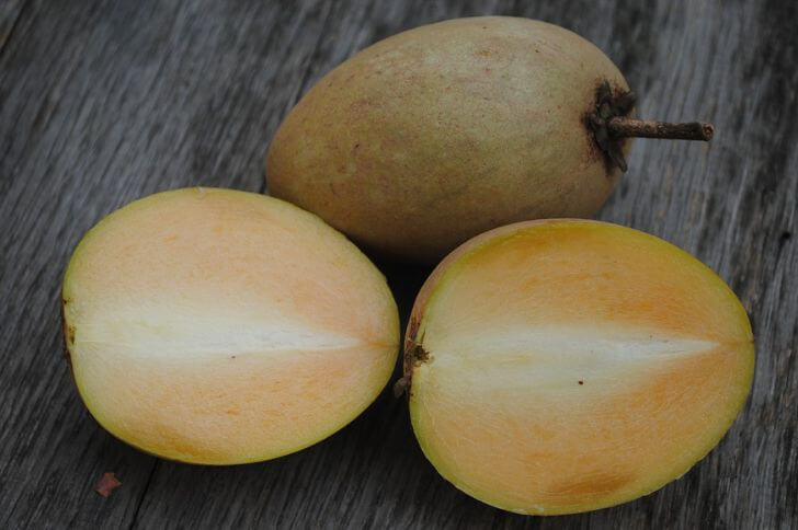 Sapodilla