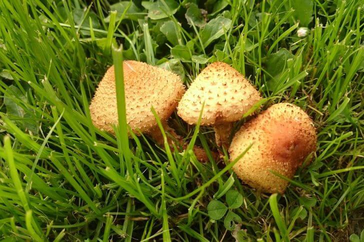 Scalycap Mushrooms
