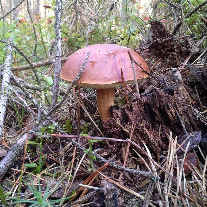  Scarletina Bolete 