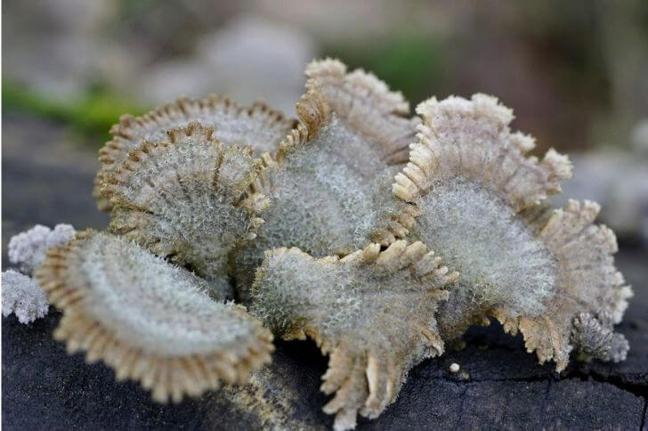 Schizophyllum Commune