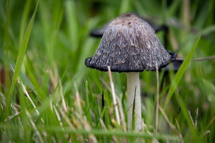 Shaggy Ink Cap