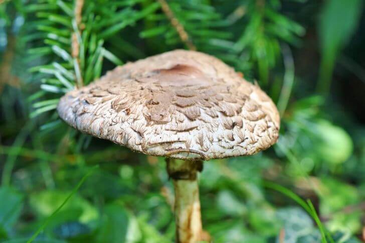 Parasol Mushroom 
