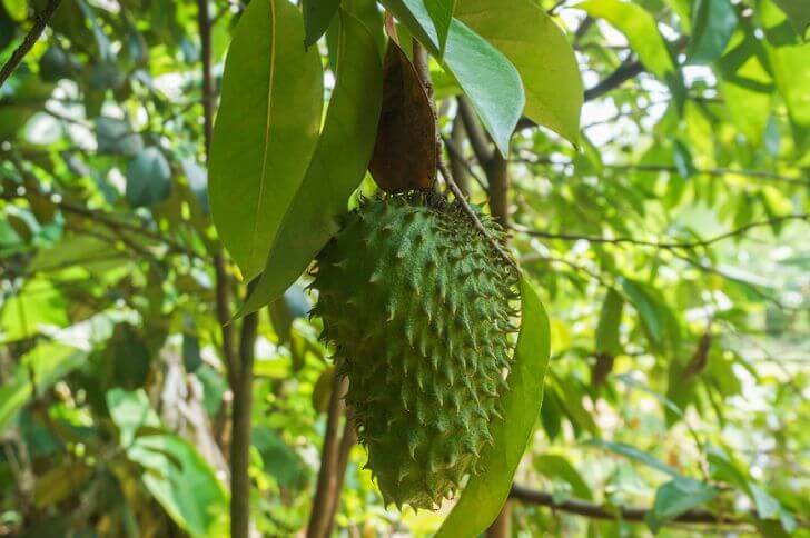 soursop