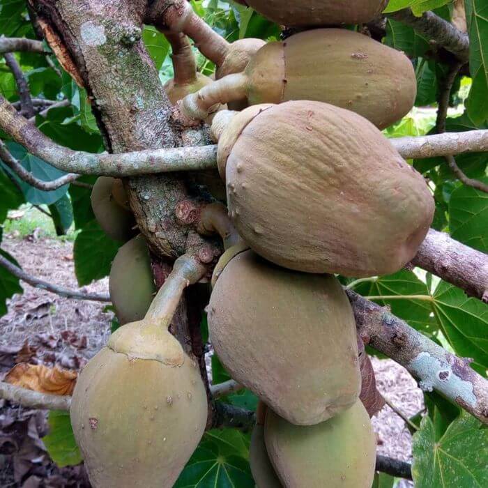 South American sapote