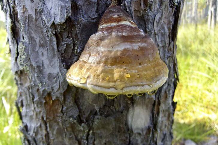  Tinder Fungus