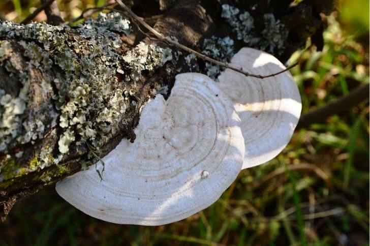 Trametes Lactinea