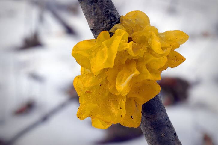 Tremella Mesenterica