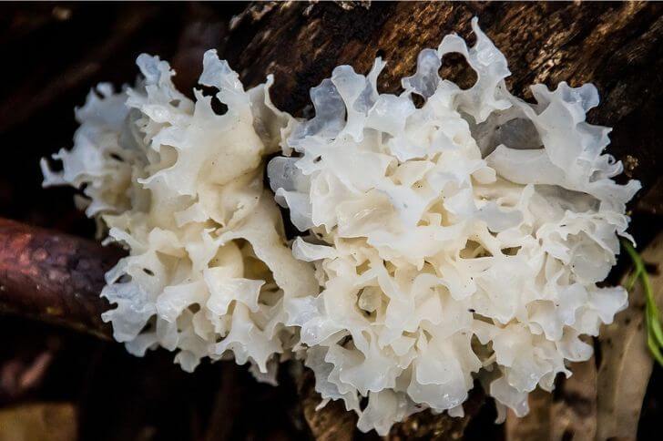 Tremella fuciformis