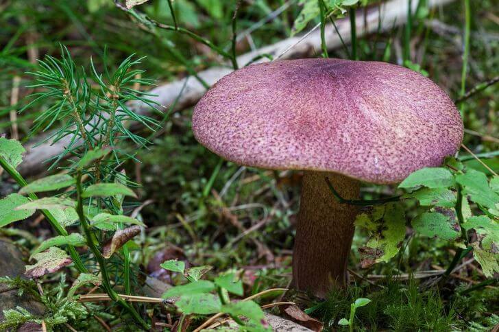 Tricholomopsis rutilans