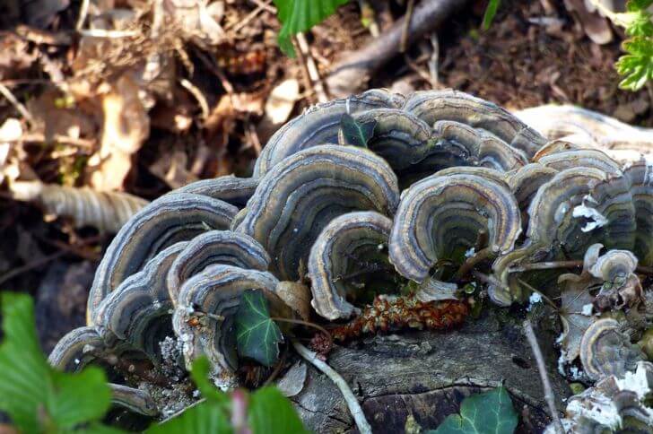 Turkey Tail Mushrooms 