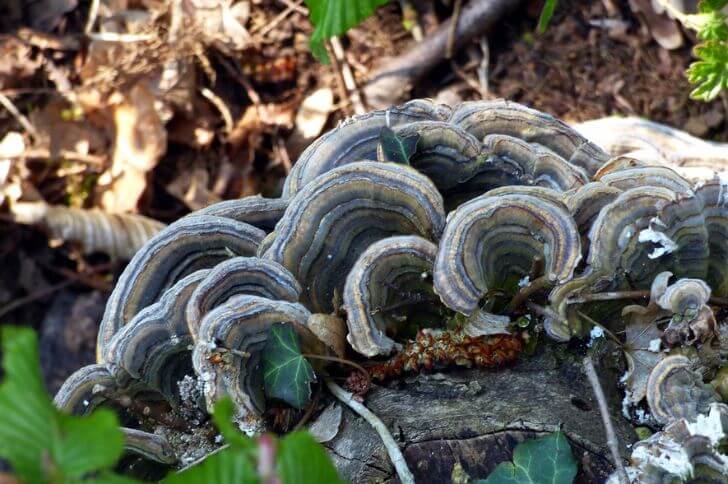 Turkey Tail Mushrooms