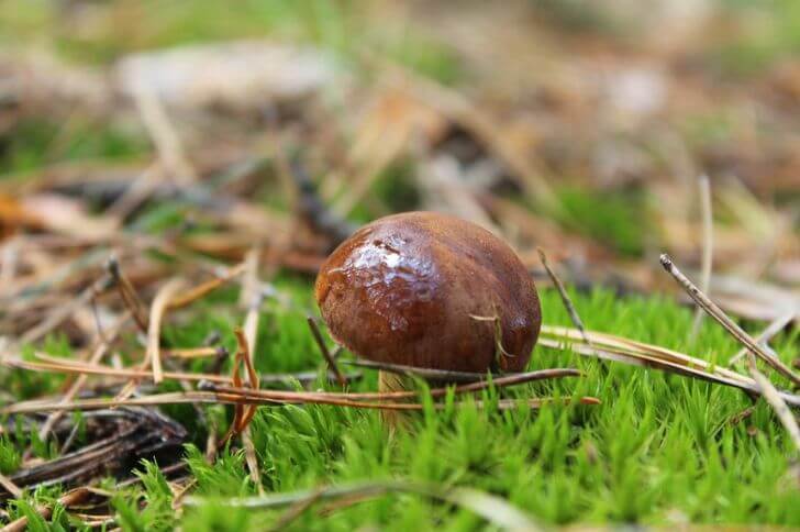 Tylopilus rubrobrunneus