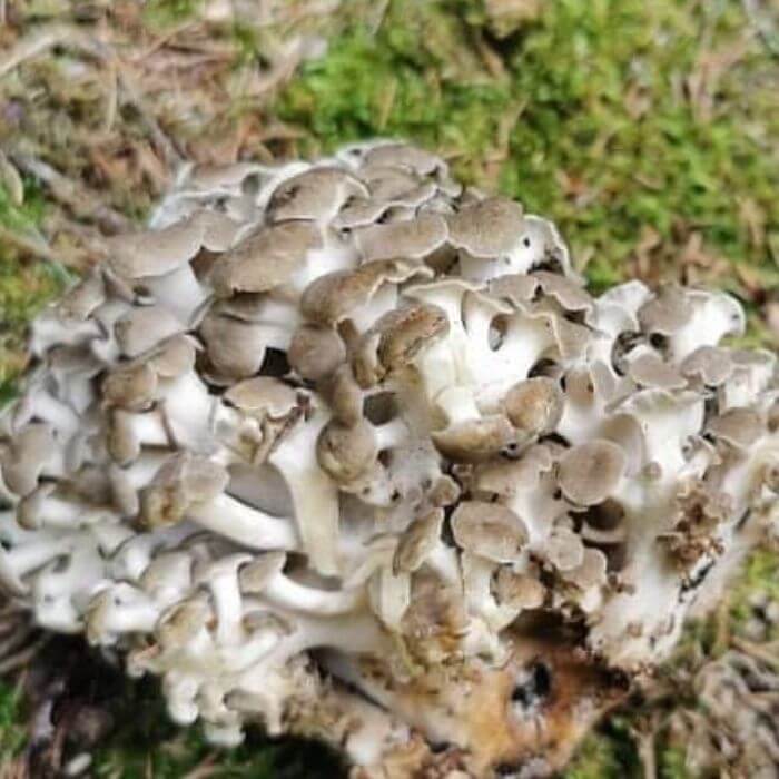 Umbrella Polypore 